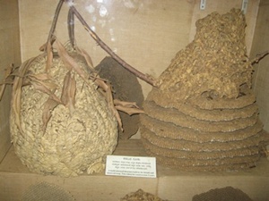 Wasp nest, LokaMahal